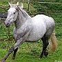 Spanish Norman Horse 1 (35)